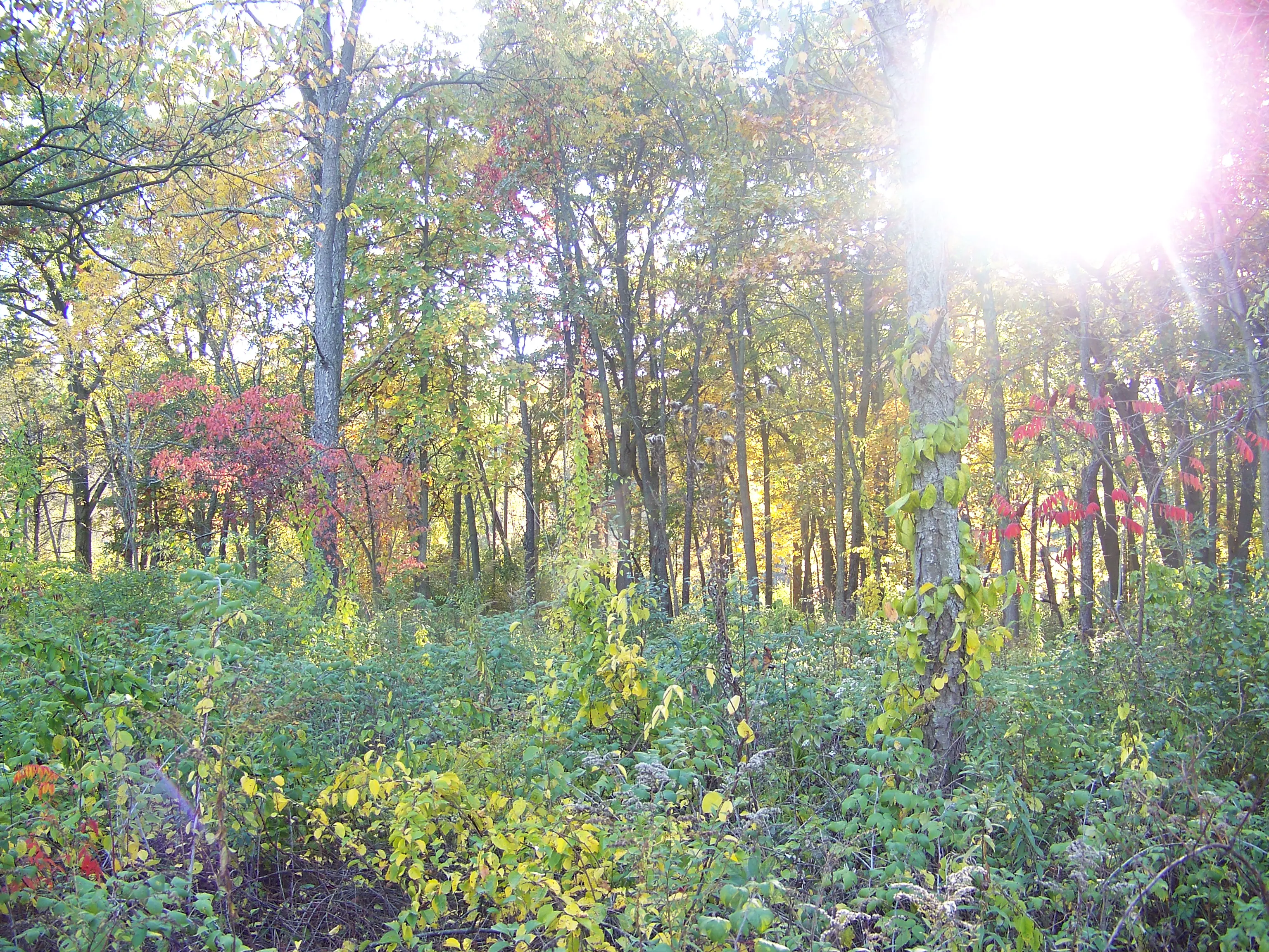 nature